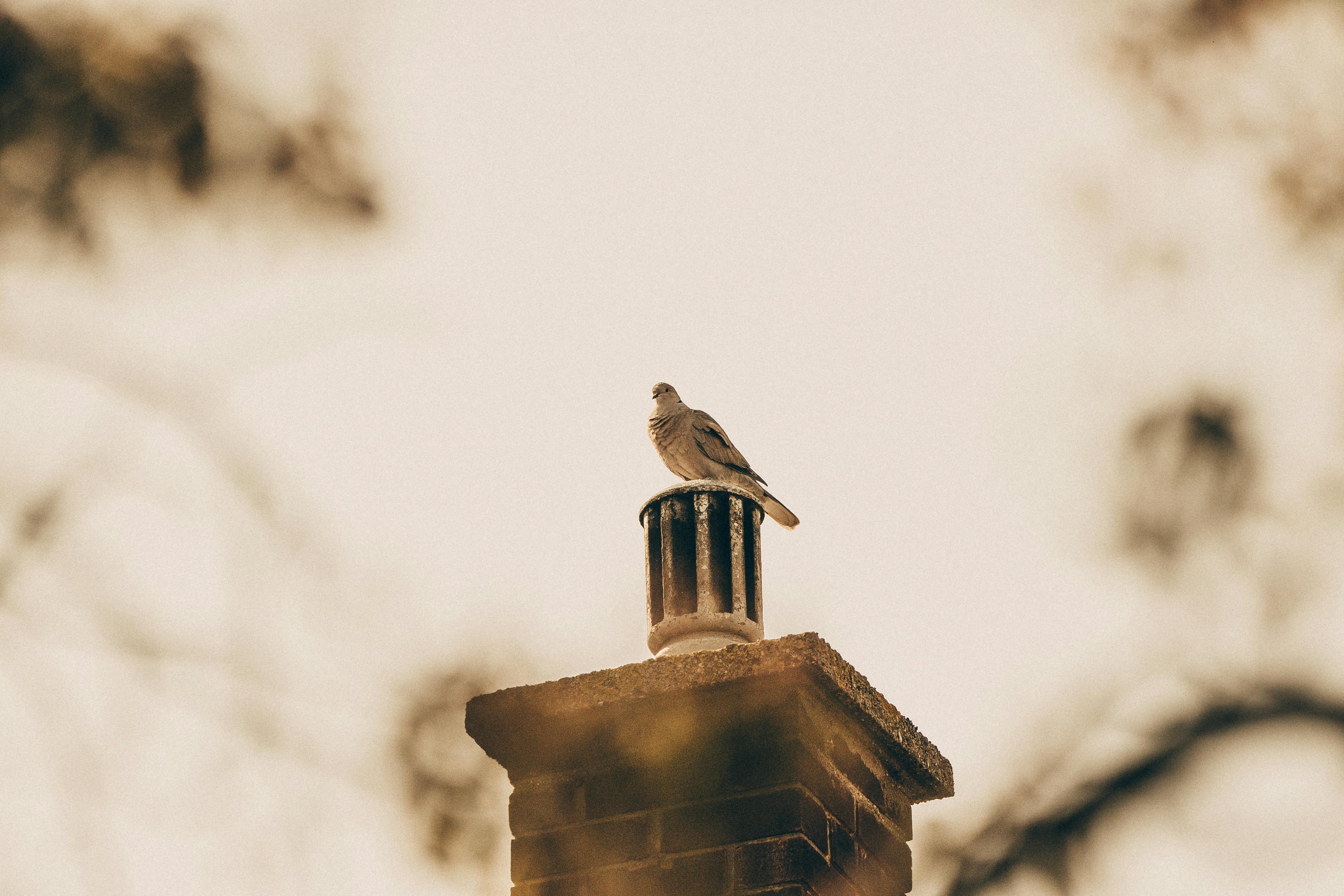 Expert Chimney Cap Installation in Alva, Florida